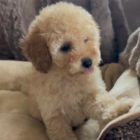 Stupendi cuccioli