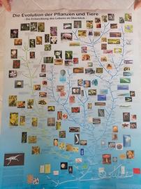 POSTER "L'evoluzione delle piante e degli Animali"