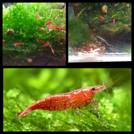 Caridine / Gamberetti acqua dolce blodimery