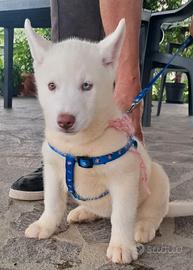 Cuccioli siberian husky con pedigree Enci ( puri)