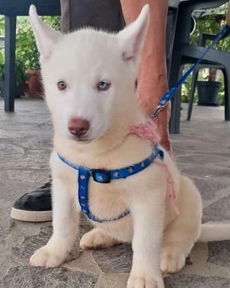 Cuccioli siberian husky con pedigree Enci ( puri)