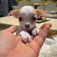 Chihuahua toy