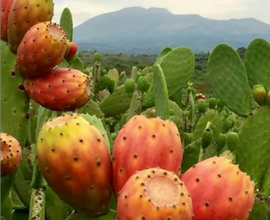 Terreno in produzione