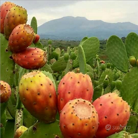 Terreno in produzione