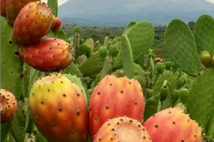 Terreno in produzione