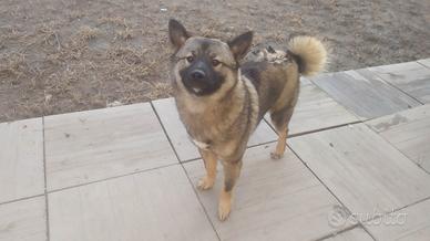 Shiba inu cucciolone