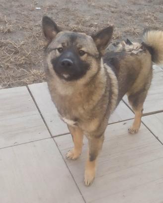 Shiba inu cucciolone