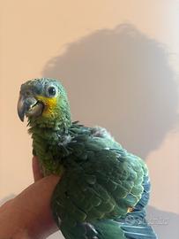 Amazzone amazzonica baby da imbecco pullo