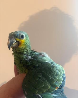 Amazzone amazzonica baby da imbecco pullo
