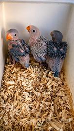 Pulli Parrocchetto Dal collare allevato a mano