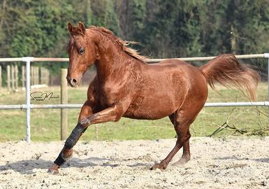 Quarter horse stallone