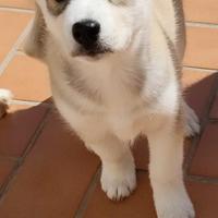 Cuccioli di husky