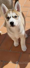 Cuccioli di husky