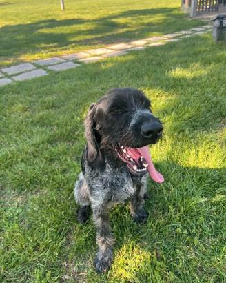 IBRA, sfortunato drahthaar in adozione