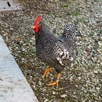 Gallo Amrock