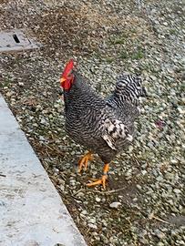 Gallo Amrock