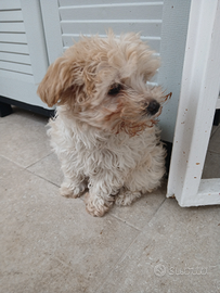 Maltipoo femminuccia