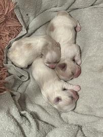 Cuccioli maltese nati il 17 maggio 2026