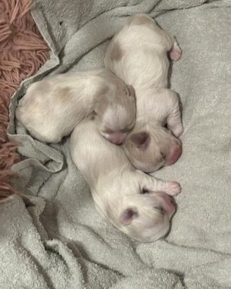 Cuccioli maltese nati il 17 maggio 2026