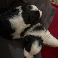 Cuccioli di border collie