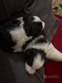 Cuccioli di border collie