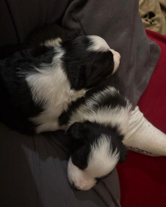Cuccioli di border collie