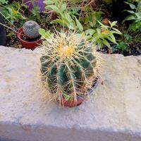 ECHINOCACTUS GRUSONI,CUSCINO DELLA SUOCERA