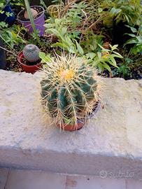 ECHINOCACTUS GRUSONI,CUSCINO DELLA SUOCERA