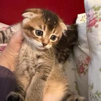 Cuccioli gatti Scottish