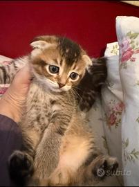 Cuccioli gatti Scottish