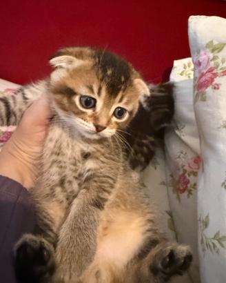 Cuccioli gatti Scottish