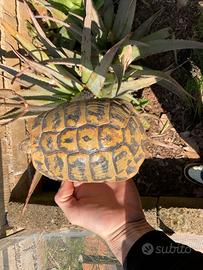 Tarta adulta riproduttiva