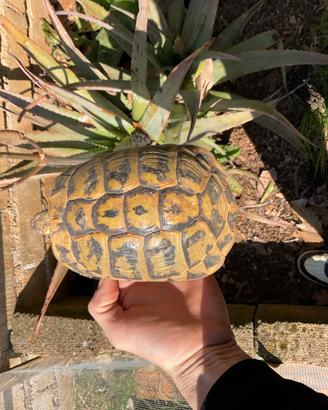 Tarta adulta riproduttiva