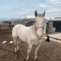 Cavallo Appaloosa