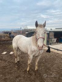 Cavallo Appaloosa