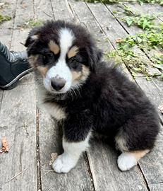 Cucciolo pastore australiano
