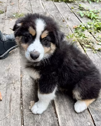 Cucciolo pastore australiano