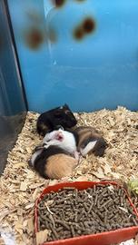 Porcellini d'india baby