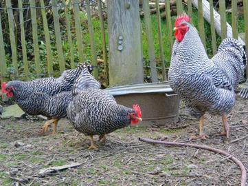 Galline