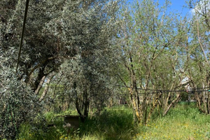 Terreno coltivato a nocciole