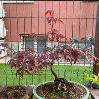 Bonsai acero rosso