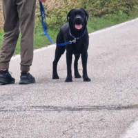 Labrador maschio per riproduzione