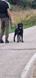 Labrador maschio per riproduzione