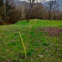 rencinzione per ovini