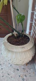 monstera pianta da interno con vaso