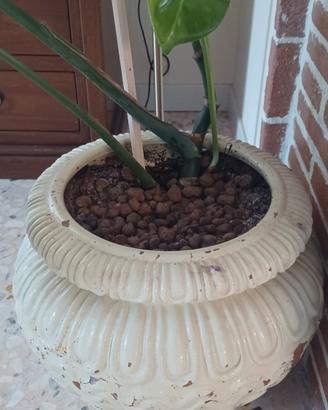 monstera pianta da interno con vaso