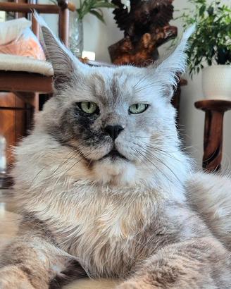 Maine coon con pedigree di alta genealogia