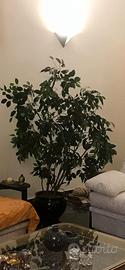 Pianta ornamentale artificiale Ficus benjamina