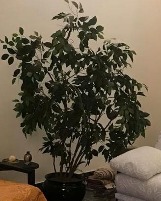Pianta ornamentale artificiale Ficus benjamina