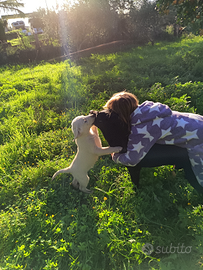 Cuccioli Border Collie Labrador mix (Borador)